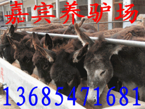 安徽肉驴养殖场,肉驴养殖技术