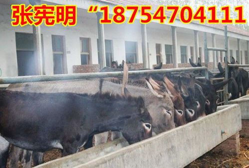上海松江区牛犊子一般多少钱一头