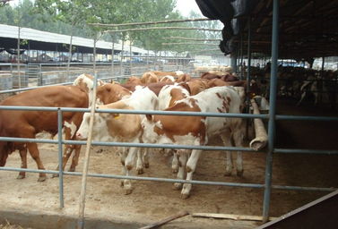 肉羊育种养殖场郑重服务